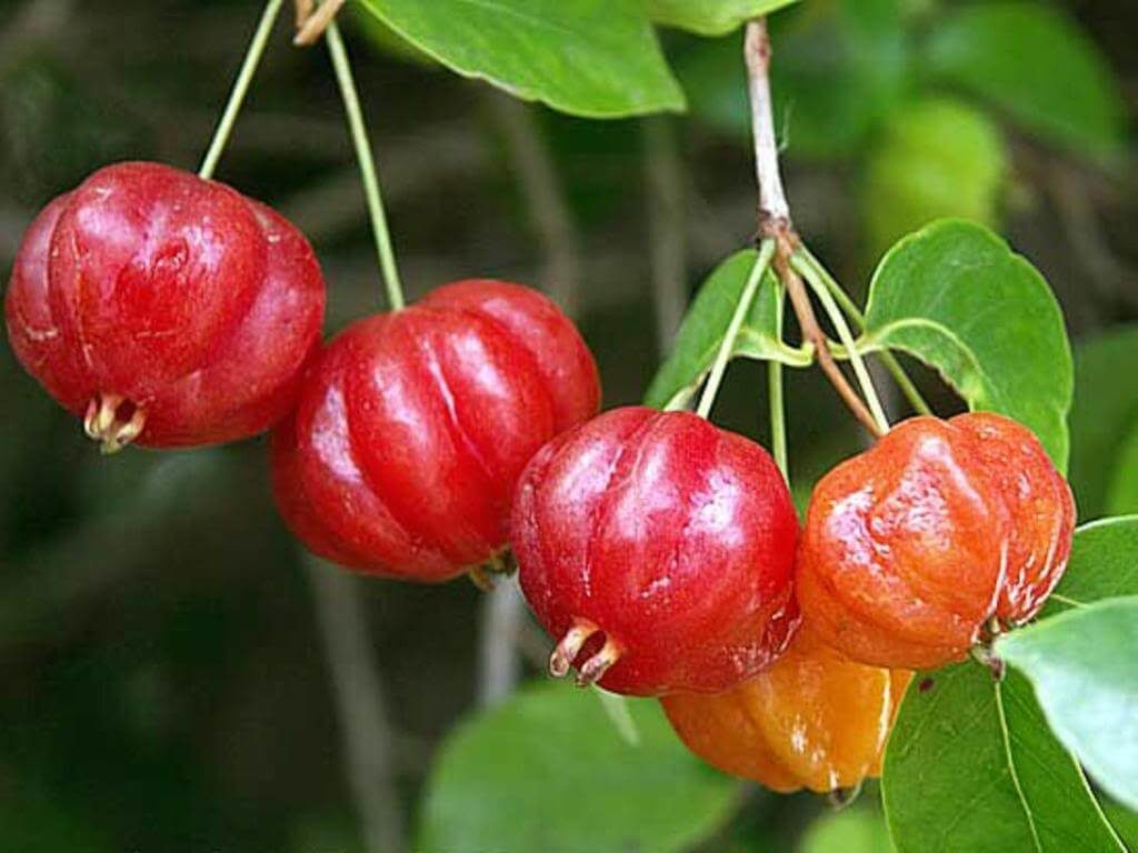 Brazil Cherry