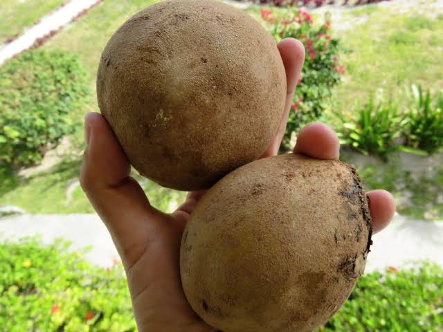 Espat Sapodilla