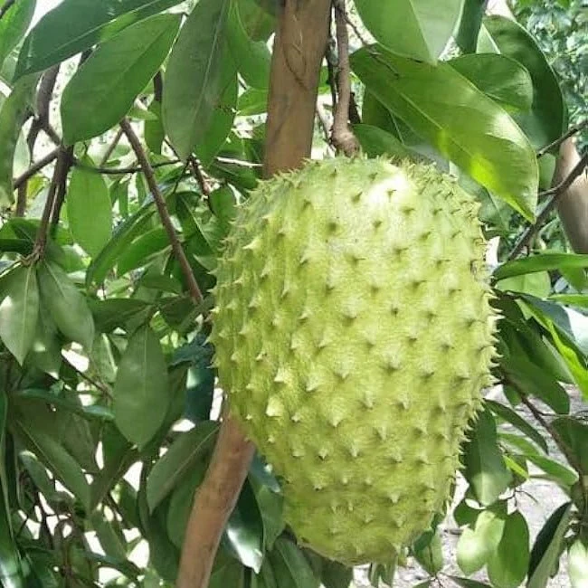 Soursop (Fiberless) (Exotic & Tropical) for sale at our Corozal, Belize nursery