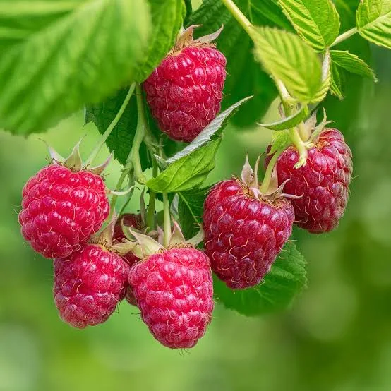Red Raspberry plant grown at our Corozal nursery