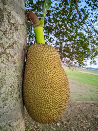 Jackfruit (Exotic & Tropical) for sale at our Corozal, Belize nursery